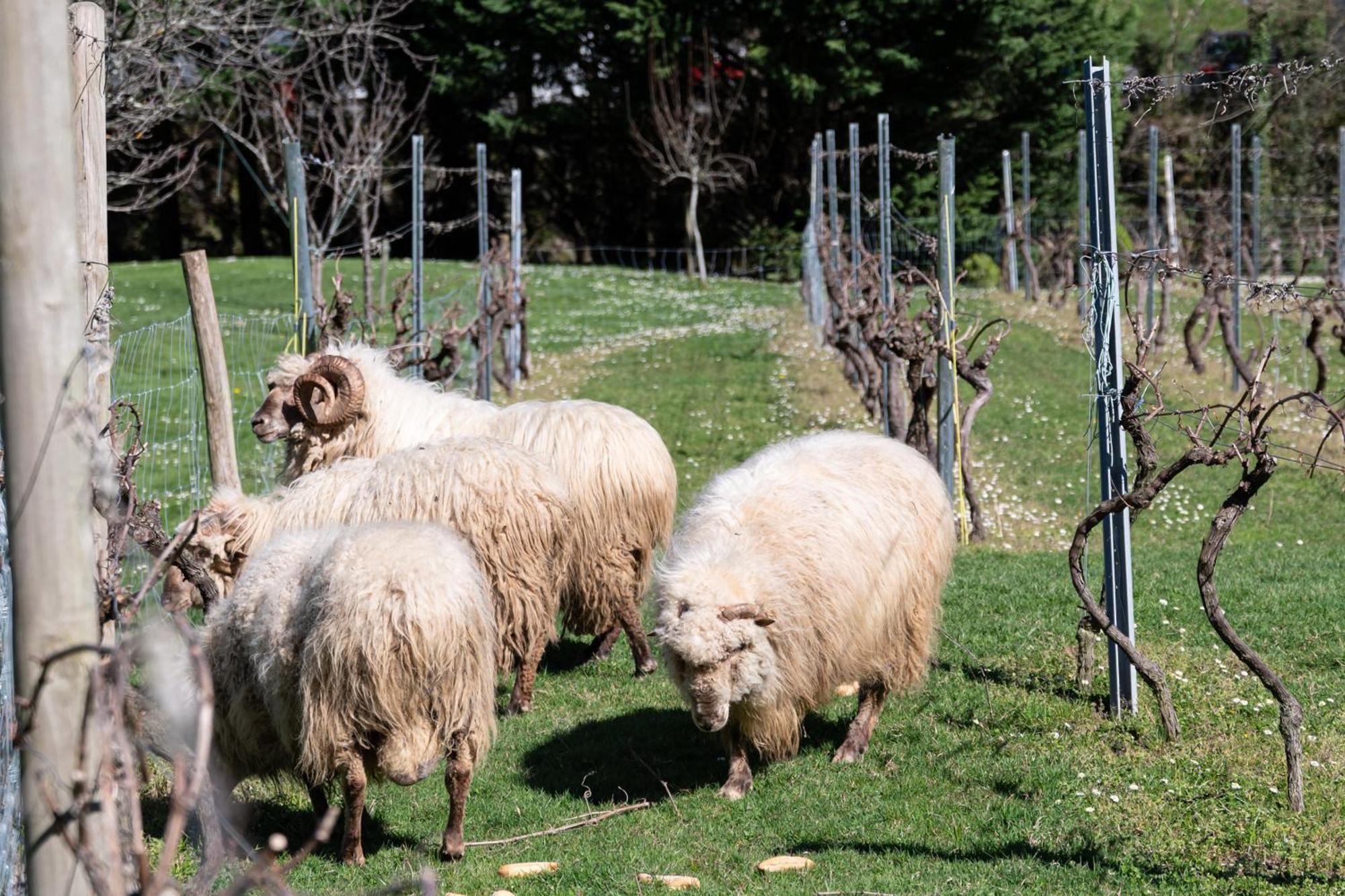 Casa Rural Erdikoetxe Galdakao Esterno foto